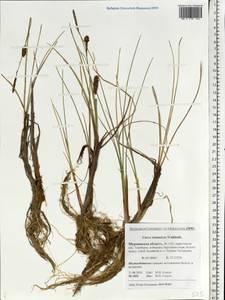 Carex rotundata Wahlenb., Eastern Europe, Northern region (E1) (Russia)