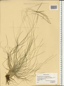 Nardus stricta L., Eastern Europe, Central forest-and-steppe region (E6) (Russia)