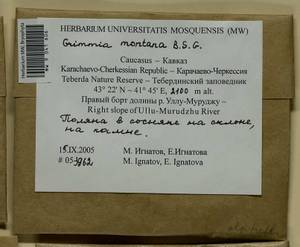 Grimmia montana Bruch & Schimp., Bryophytes, Bryophytes - North Caucasus & Ciscaucasia (B12) (Russia)