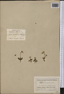 Micranthes stellaris subsp. stellaris, America (AMER) (Not classified)