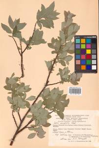 Salix bebbiana Sarg., Siberia, Chukotka & Kamchatka (S7) (Russia)