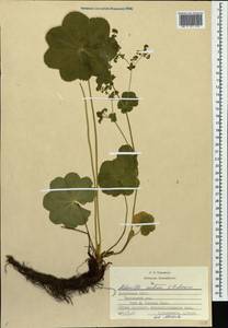 Alchemilla ventiana V. N. Tikhom., Eastern Europe, Middle Volga region (E8) (Russia)