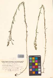 Linum stelleroides Planch., Siberia, Russian Far East (S6) (Russia)