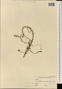 Hydrilla verticillata (L.f.) Royle, South Asia, South Asia (Asia outside ex-Soviet states and Mongolia) (ASIA) (China)