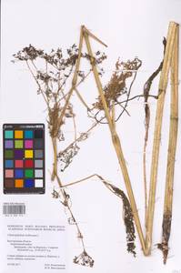 Chaerophyllum bulbosum L., Eastern Europe, Central forest-and-steppe region (E6) (Russia)
