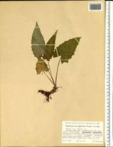 Saussurea triangulata Trautv. & C. A. Mey., Siberia, Russian Far East (S6) (Russia)