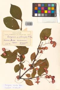 Euonymus sachalinensis (F.Schmidt) Maxim., Siberia, Russian Far East (S6) (Russia)