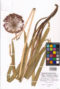 Allium altissimum Regel, Eastern Europe, Moscow region (E4a) (Russia)