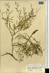 Lipschitzia divaricata (Turcz.) Zaika, Sukhor. & N. Kilian, Mongolia (MONG) (Mongolia)