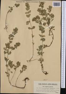 Clinopodium alpinum subsp. majoranifolium (Mill.) Govaerts, Western Europe (EUR) (Croatia)