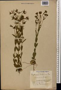 Centaurium erythraea Rafn, Caucasus, Azerbaijan (K6) (Azerbaijan)