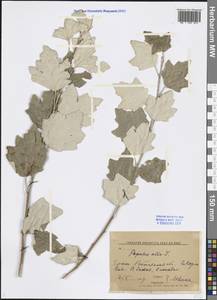 Populus alba L., Eastern Europe, Lower Volga region (E9) (Russia)