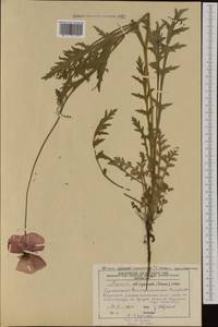 Papaver rhoeas subsp. strigosum (Boenn.) Pignatti, Western Europe (EUR) (Germany)