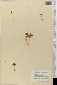 Androsace maxima L., Caucasus, Armenia (K5) (Armenia)