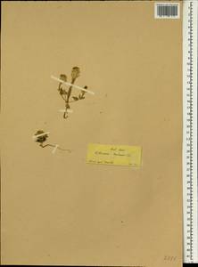 Aethionema arabicum (L.) Andrz. ex O.E. Schulz, South Asia, South Asia (Asia outside ex-Soviet states and Mongolia) (ASIA) (Turkey)