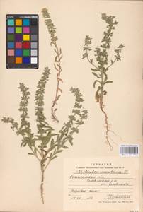 MHA 0 155 585, Sideritis montana L., Eastern Europe, South Ukrainian region (E12) (Ukraine)