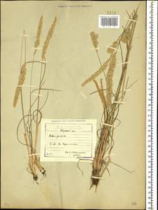 Koeleria pyramidata (Lam.) P.Beauv., Caucasus, North Ossetia, Ingushetia & Chechnya (K1c) (Russia)