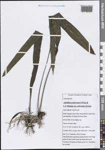 Aspidistra subrotata Y.Wan & C.C.Huang, South Asia, South Asia (Asia outside ex-Soviet states and Mongolia) (ASIA) (Vietnam)