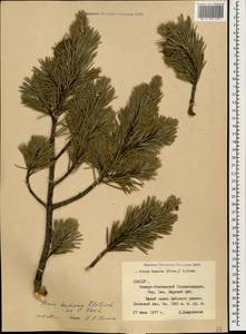 Pinus sylvestris var. hamata Steven, Caucasus, North Ossetia, Ingushetia & Chechnya (K1c) (Russia)
