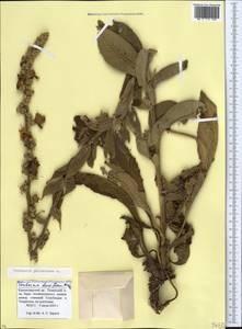 Verbascum phlomoides L., Caucasus, Krasnodar Krai & Adygea (K1a) (Russia)