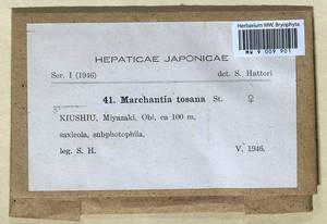 Marchantia papillata subsp. grossibarba (Steph.) Bischl., Bryophytes, Bryophytes - Asia (outside ex-Soviet states) (BAs) (Japan)