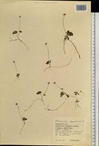 Coptidium lapponicum (L.) Á. Löve & D. Löve, Siberia, Central Siberia (S3) (Russia)