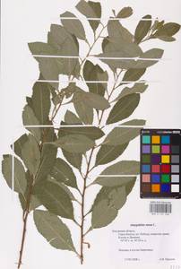 Prunus tenella Batsch, Eastern Europe, Central region (E4) (Russia)