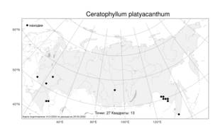 Ceratophyllum platyacanthum Cham., Atlas of the Russian Flora (FLORUS) (Russia)