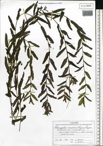 Potamogeton cooperi (Fryer) Fryer, Eastern Europe, Central forest region (E5) (Russia)