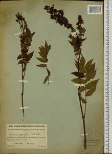 Sorbaria sorbifolia (L.) A.Braun, Siberia, Baikal & Transbaikal region (S4) (Russia)