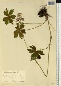 Astrantia major L., Eastern Europe, West Ukrainian region (E13) (Ukraine)