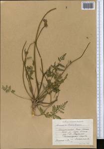 Semenovia transiliensis Regel & Herder, Middle Asia, Northern & Central Tian Shan (M4) (Kyrgyzstan)