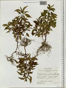 Elsholtzia ciliata (Thunb.) Hyl., Siberia, Altai & Sayany Mountains (S2) (Russia)