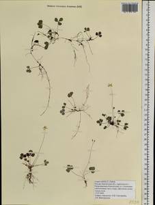 Coptis trifolia (L.) Salisb., Siberia, Chukotka & Kamchatka (S7) (Russia)