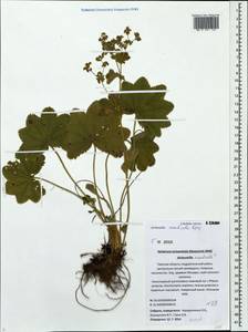 Alchemilla monticola Opiz, Eastern Europe, North-Western region (E2) (Russia)