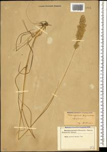 Calamagrostis epigejos (L.) Roth, Caucasus, Azerbaijan (K6) (Azerbaijan)