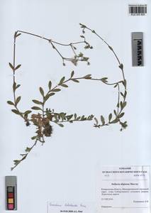 KUZ 003 825, Cerastium holosteoides Fries emend. Hyl., Siberia, Altai & Sayany Mountains (S2) (Russia)