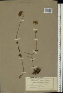 Hylotelephium maximum (L.) Holub, Eastern Europe, Eastern region (E10) (Russia)