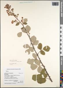 Rubus sanctus Schreb., Western Europe (EUR) (Bulgaria)