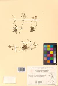 Noccaea kamtschatica (Karav.) Czerep., Siberia, Chukotka & Kamchatka (S7) (Russia)