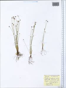 Isolepis setacea (L.) R.Br., Crimea (KRYM) (Russia)