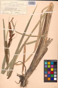 Carex riparia Curtis, Eastern Europe, North Ukrainian region (E11) (Ukraine)