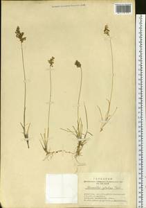 Anthoxanthum glabrum (Trin.) Veldkamp, Siberia, Altai & Sayany Mountains (S2) (Russia)