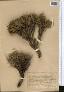 Convolvulus spinifer Popov, Middle Asia, Northern & Central Tian Shan (M4) (Kyrgyzstan)