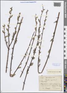 Salix rosmarinifolia L., Middle Asia, Caspian Ustyurt & Northern Aralia (M8) (Kazakhstan)