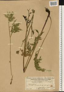 Thysselinum palustre (L.) Hoffm., Eastern Europe, Volga-Kama region (E7) (Russia)
