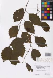 Alnus incana subsp. tenuifolia (Nutt.) Breitung, Eastern Europe, Central region (E4) (Russia)