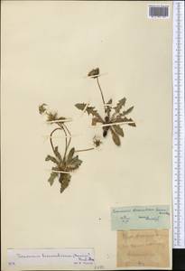 Taraxacum bessarabicum (Hornem.) Hand.-Mazz., Middle Asia, Western Tian Shan & Karatau (M3)