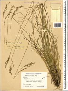 Festuca caucasica (Boiss.) Hack. ex Boiss., Caucasus, North Ossetia, Ingushetia & Chechnya (K1c) (Russia)