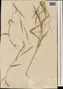 Brachiaria distachya (L.) Stapf, South Asia, South Asia (Asia outside ex-Soviet states and Mongolia) (ASIA) (Philippines)